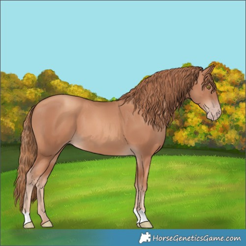Horse Color:Gold Champagne 