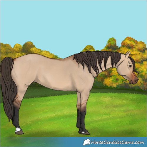 Horse Color:Bay Dun 