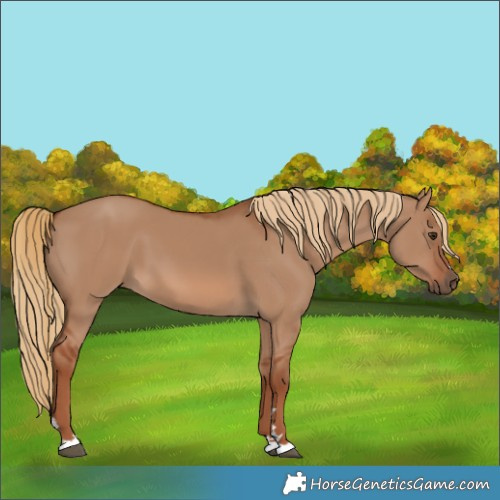 Horse Color:Red Dun 