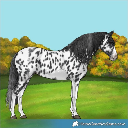 Horse Color:White Spotted Black Splash Tobiano Frame Near Leopard 