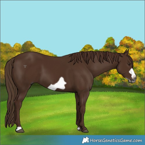 Horse Color:Gray Chestnut Frame