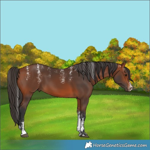 Horse Color:Unknown 