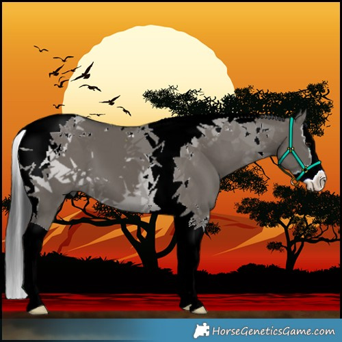 Horse Color:Grullo Splash Tobiano 