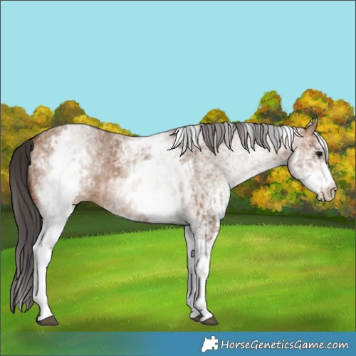Horse Color:White Spotted Bay Dun Rabicano and White Spotted Brown Dun Rabicano