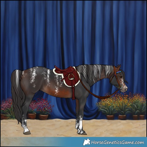 Horse Color:Unknown 
