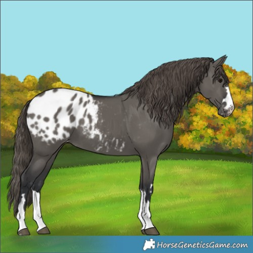 Horse Color:Grullo Blanket 