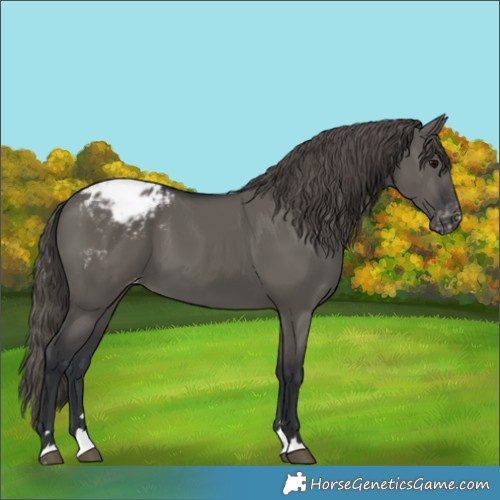 Horse Color:Grullo Varnish