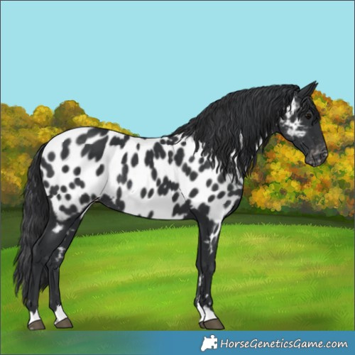 Horse Color:Black Near Leopard Rabicano