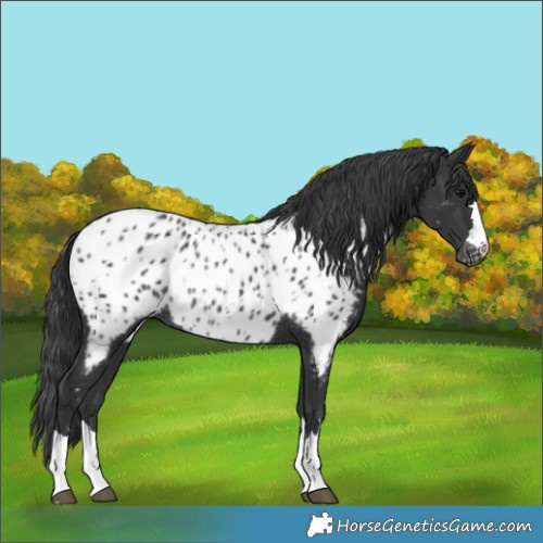 Horse Color:Black Near Leopard Rabicano 