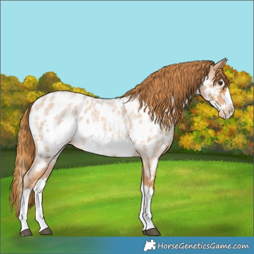Horse Color:Red Roan Splash Frame Near Leopard