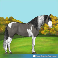 Horse Color:Grullo Splash Tobiano 