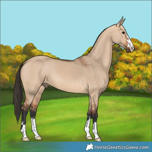 Horse Color:Bay Dun 