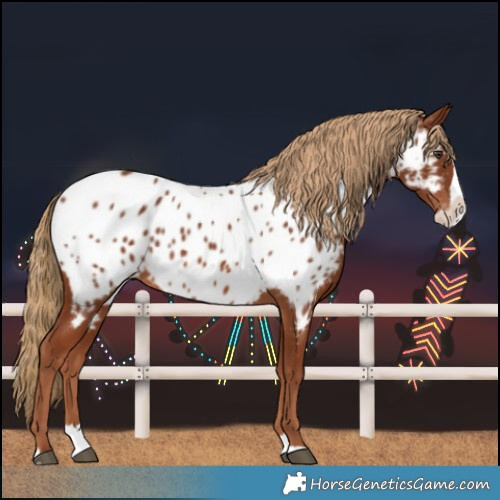 Horse Color:Chestnut Splash Near Leopard 