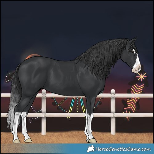 Horse Color:Black Splash
