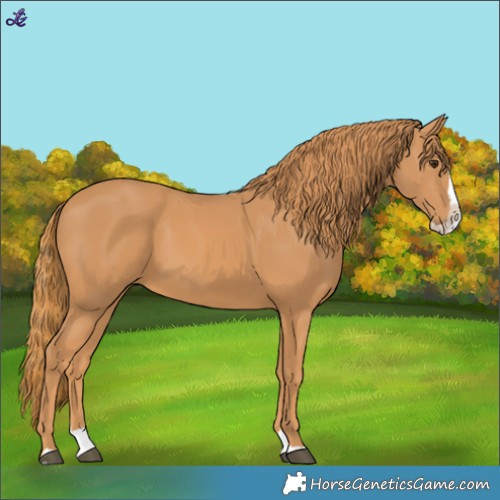 Horse Color:Chestnut Splash
