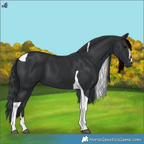Horse Color:Black Tobiano 