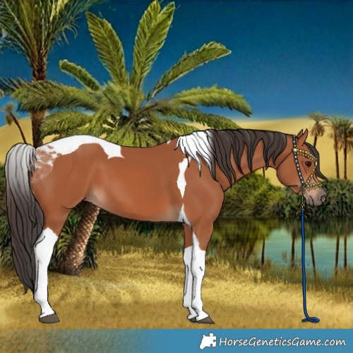 Horse Color:Bay Tobiano