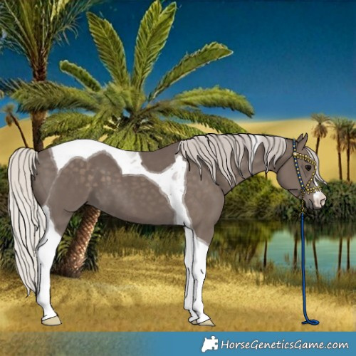 Horse Color:Silver Black Tobiano 