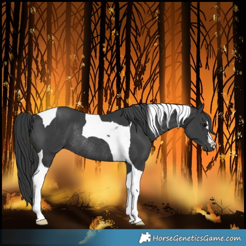 Horse Color:Unknown 