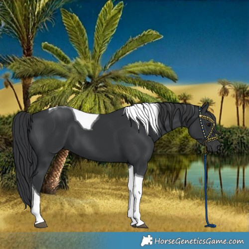 Horse Color:Black Tobiano 