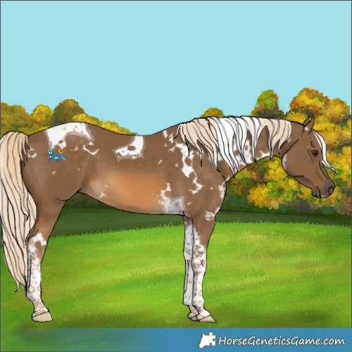 Horse Color:White Spotted Chocolate Palomino Tobiano