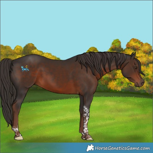 Horse Color:Liver Chestnut Tobiano 