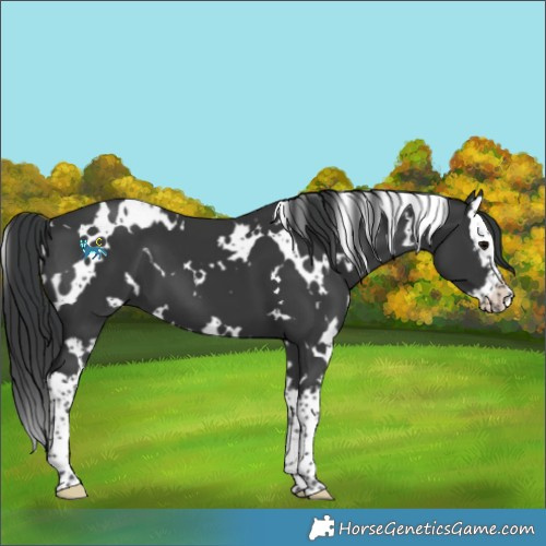 Horse Color:White Spotted Black Splash 