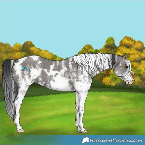 Horse Color:White Spotted Grullo 