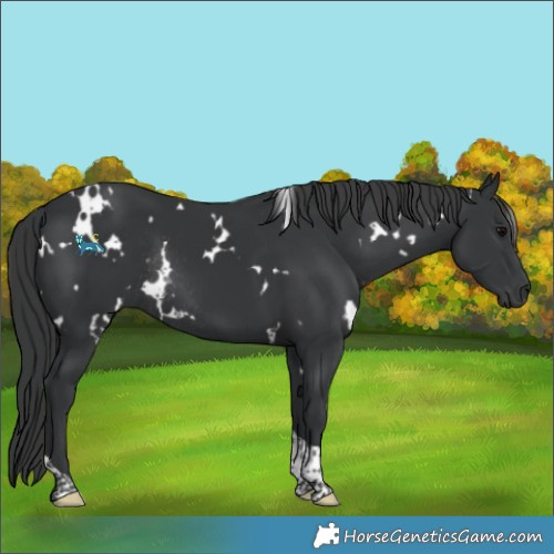 Horse Color:White Spotted Black Tobiano Rabicano