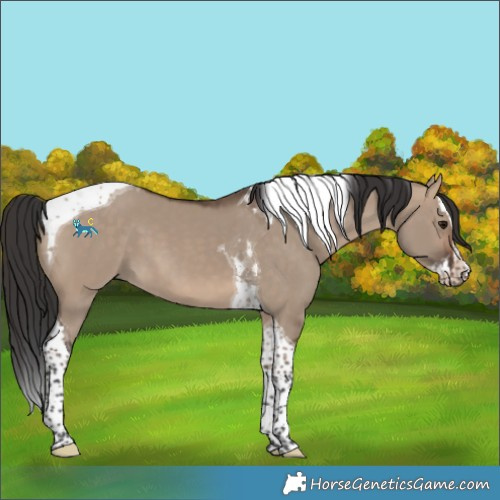 Horse Color:Brown Dun Splash Tobiano 