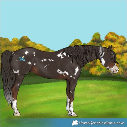 Horse Color:White Spotted Liver Chestnut Splash 