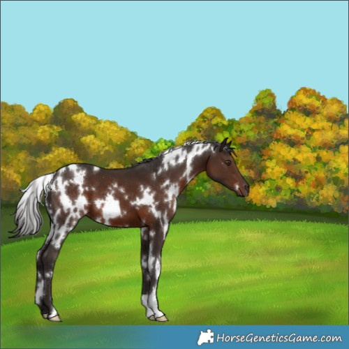 Horse Color:White Spotted Liver Chestnut 