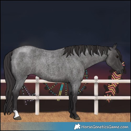 Horse Color:Smoky Blue Roan 