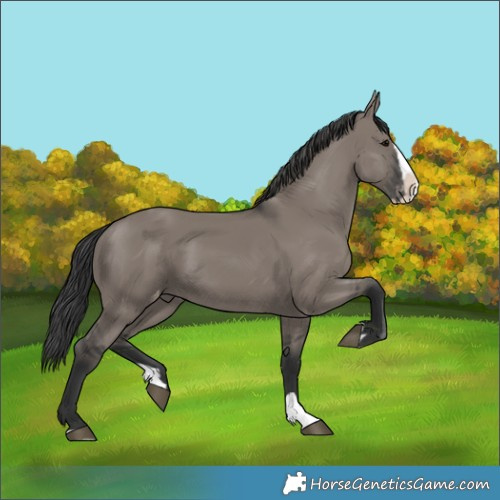 Horse Color:Grullo Splash Varnish 