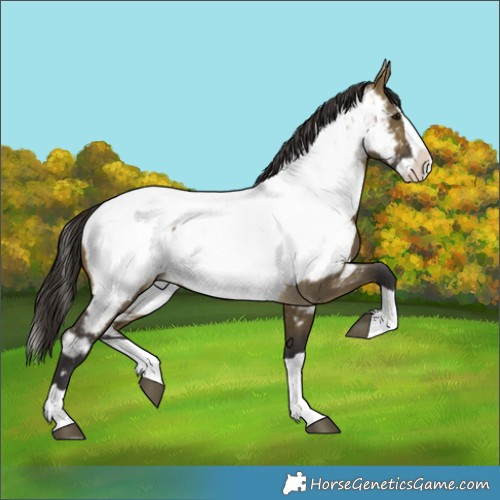 Horse Color:Buckskin Dun Splash Near Fewspot 