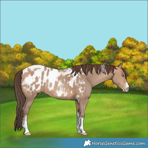 Horse Color:Amber Champagne Sabino Tobiano Blanket and Amber Champagne Sabino Tobiano Blanket