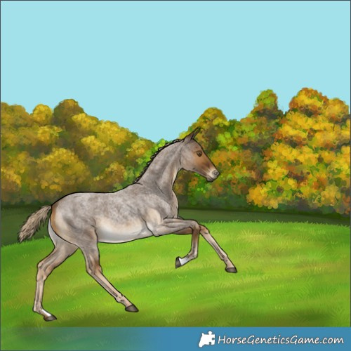 Horse Color:Chocolate Palomino Roan Rabicano