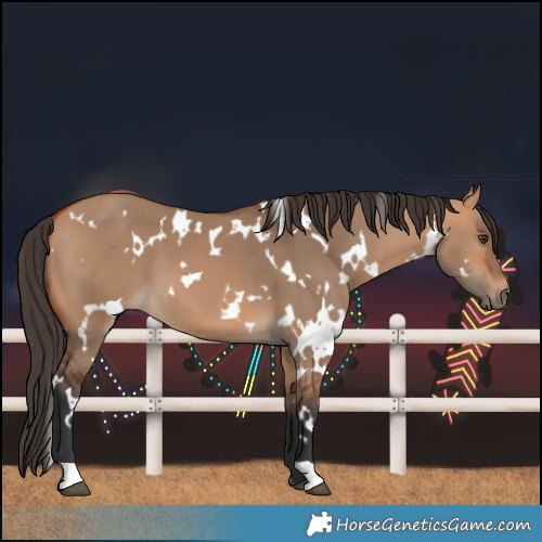 Horse Color:White Spotted Bay Dun 