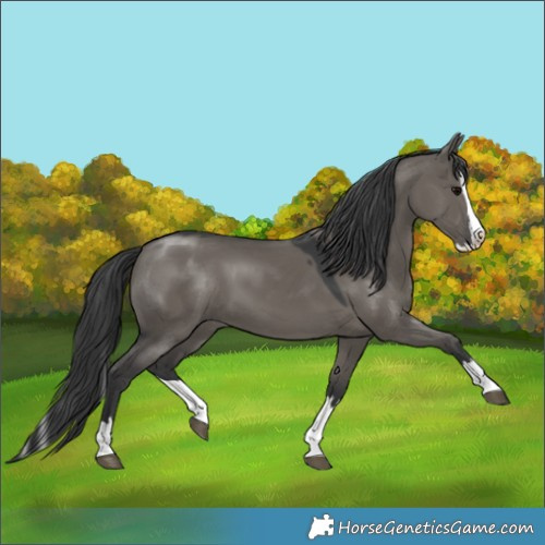 Horse Color:Grullo Splash