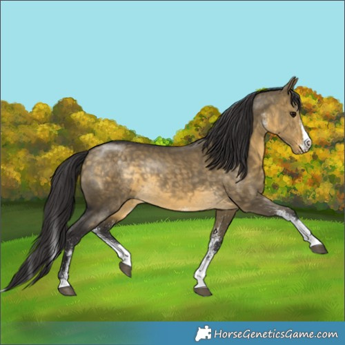 Horse Color:White Spotted Buckskin Dun Splash 