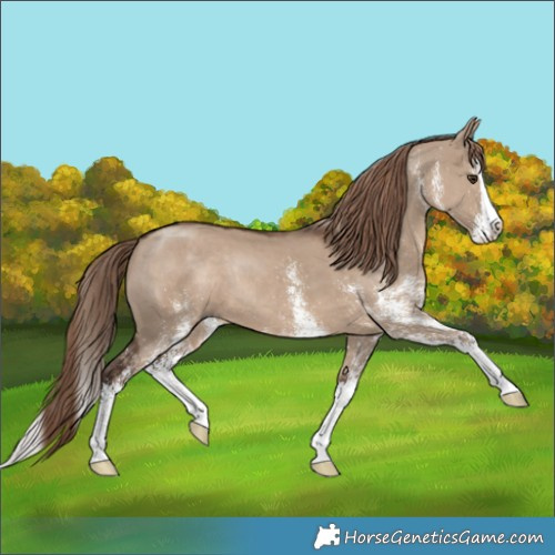 Horse Color:White Spotted Liver Red Dun Splash Rabicano 