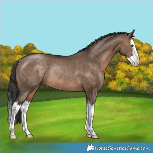 Horse Color:Brown Dun Splash Rabicano