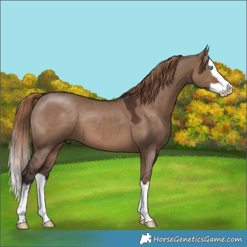 Horse Color:White Spotted Liver Red Dun Splash