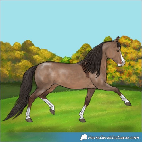 Horse Color:Liver Red Dun Splash