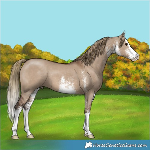Horse Color:White Spotted Liver Red Dun Splash