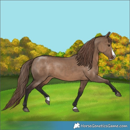 Horse Color:Liver Red Dun Splash Rabicano 