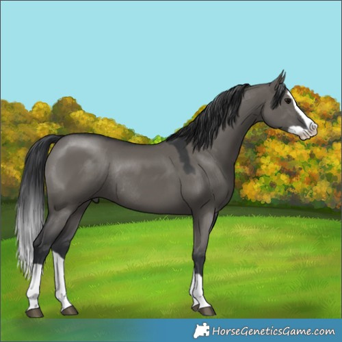 Horse Color:Grullo Splash Rabicano 
