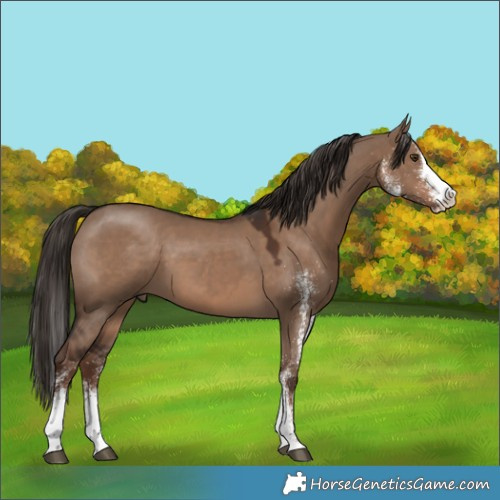 Horse Color:White Spotted Liver Red Dun Splash Rabicano 