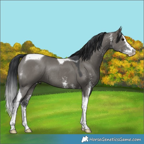 Horse Color:White Spotted Grullo Splash Tobiano Rabicano 