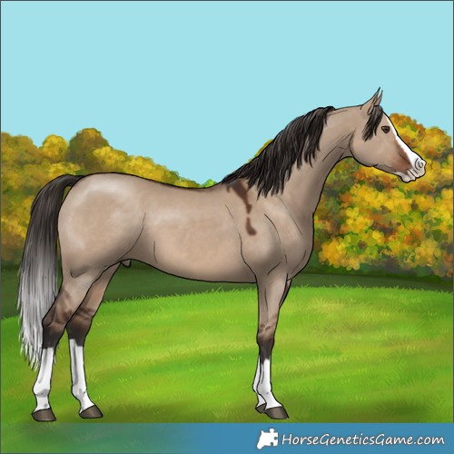 Horse Color:Liver Red Dun Splash 